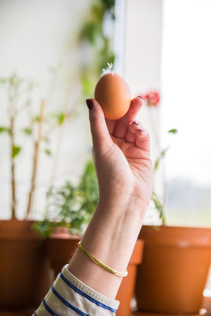 Eettistä kananmunaa etsimässä – Miksi luomukananmuna ei ole täydellinen ratkaisu?