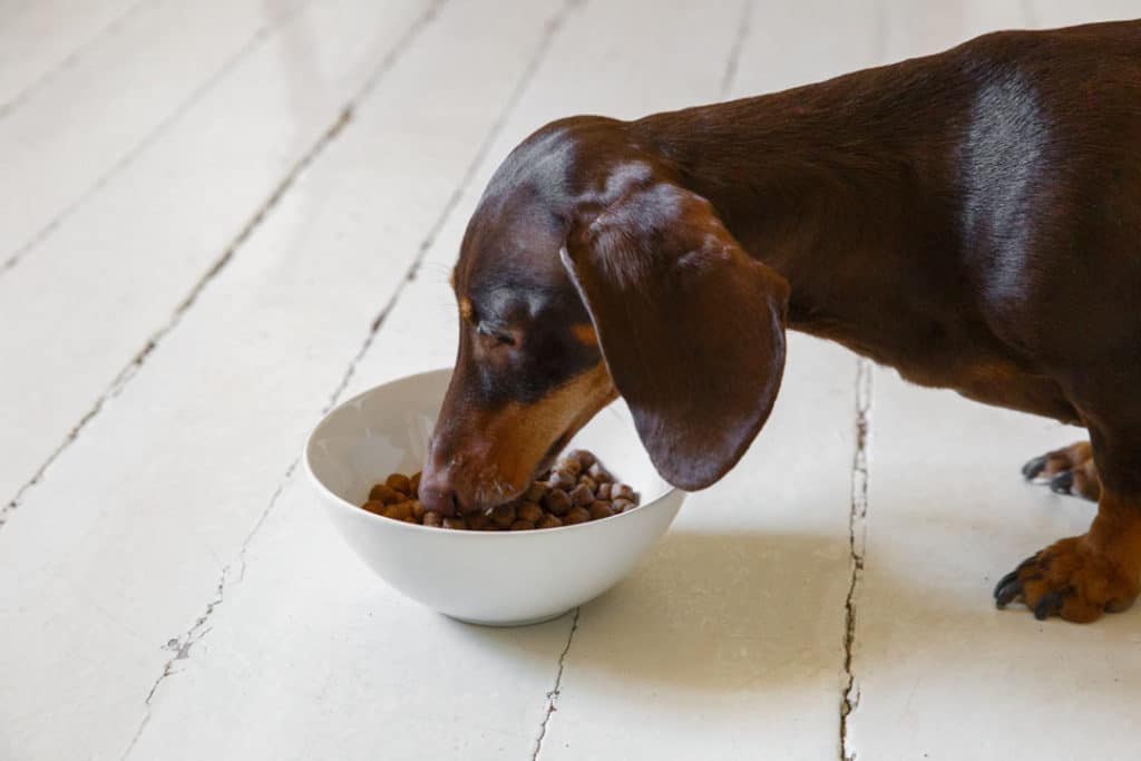 Ekologinen koiranruoka - Vertailussa 4 brändiä - Ihme ituhippi
