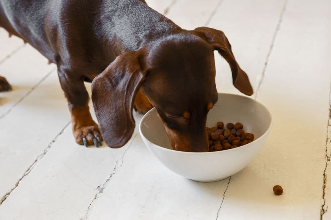 Ekologinen koiranruoka – Vertailussa 4 brändiä