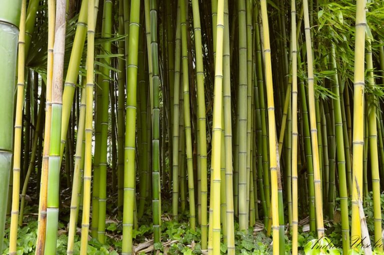 Bambu Ei Ole Niin Ekologinen Valinta Kuin Kuvittelet Ihme Ituhippi Bambu ei ole niin ekologinen valinta kuin kuvittelet ihme ituhippi