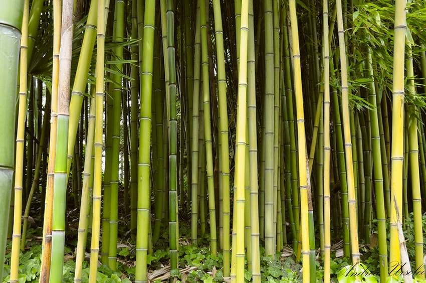 Bambu ei ole niin ekologinen valinta kuin kuvittelet